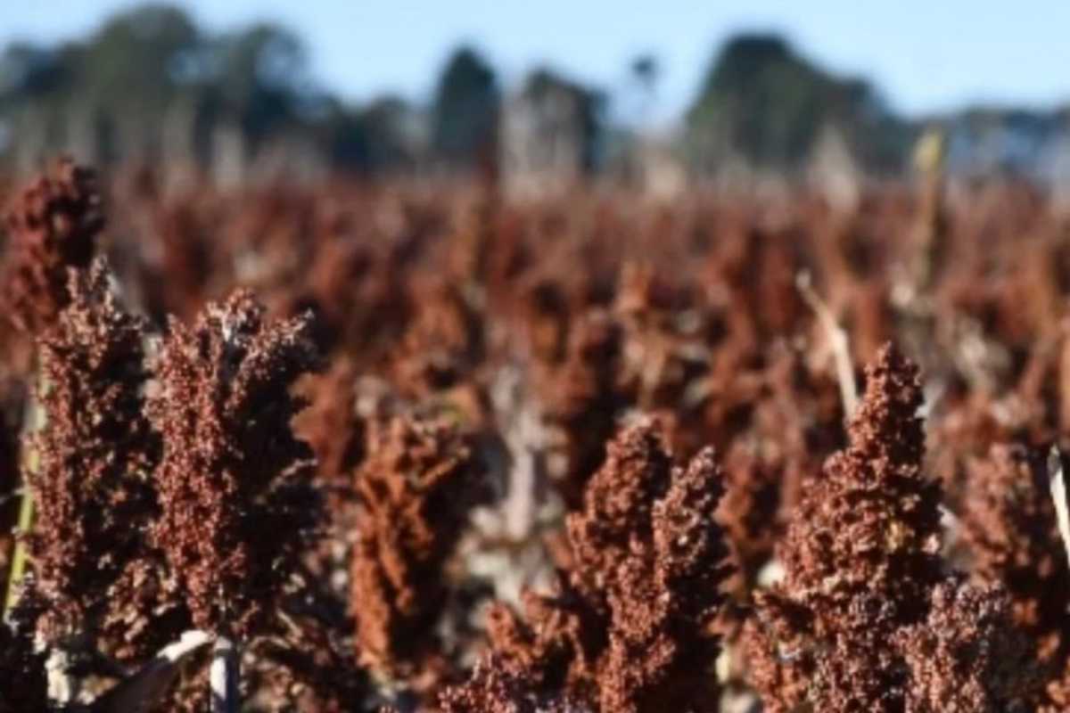 Cereale superfood più sottovalutato