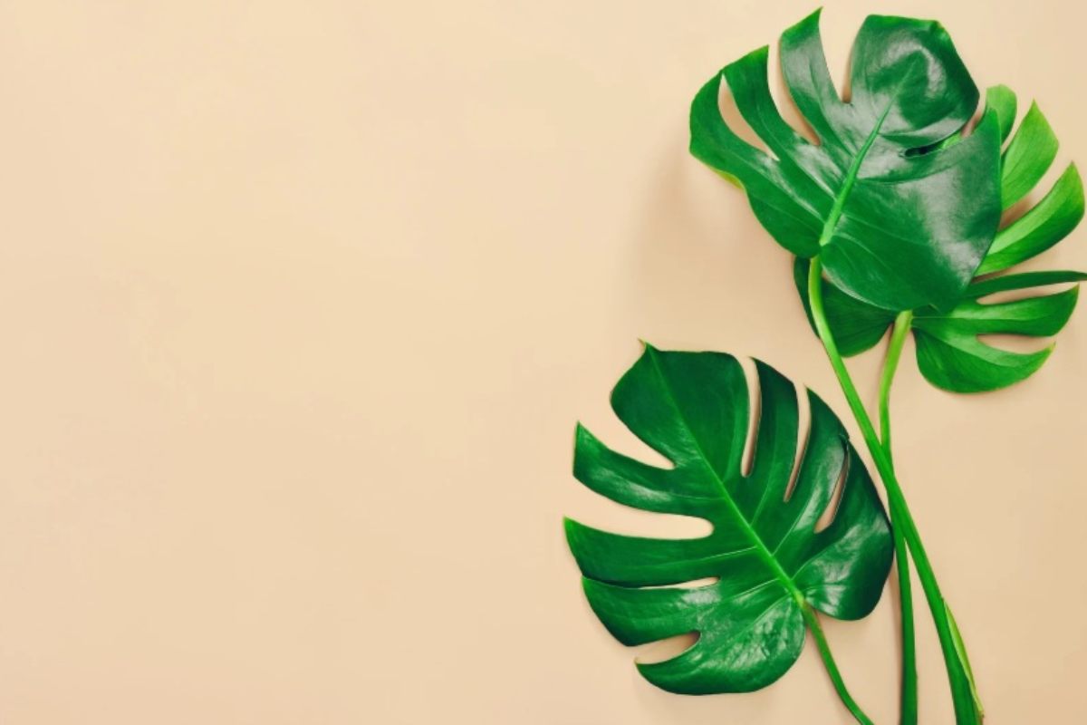 Foglie di Monstera