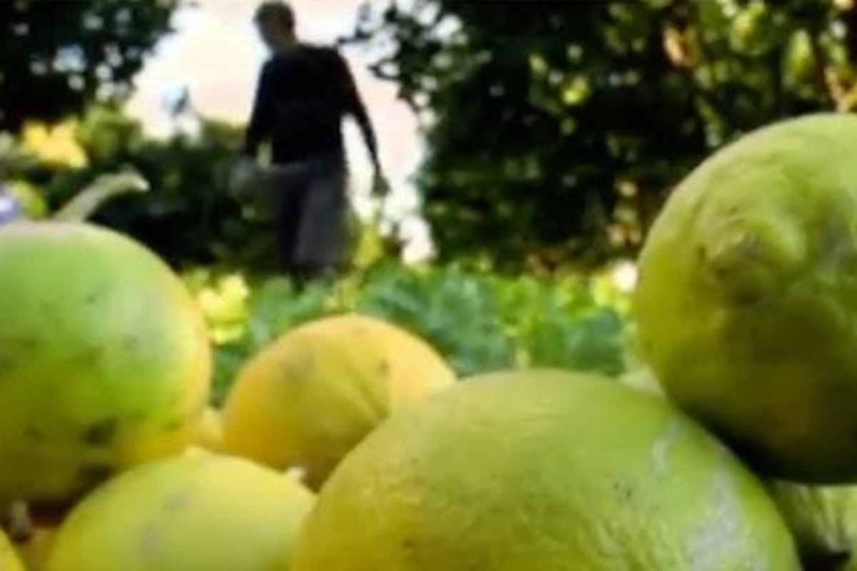 raccolta del bergamotto