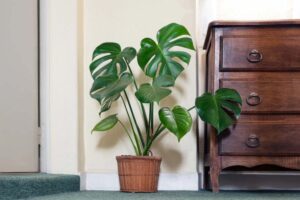 Pianta Monstera