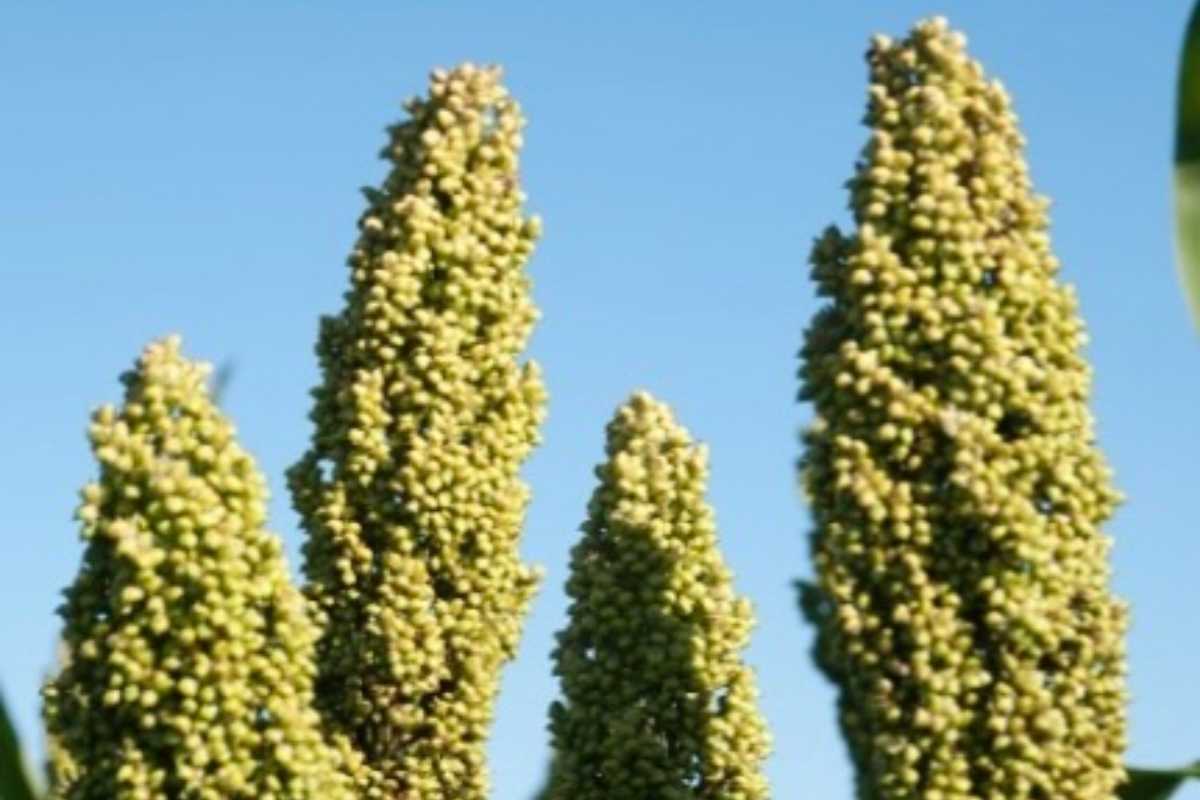 Cereale superfood più sottovalutato