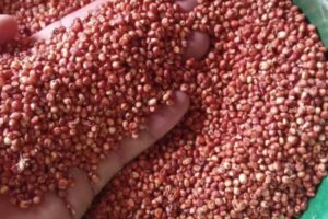 Cereale superfood più sottovalutato