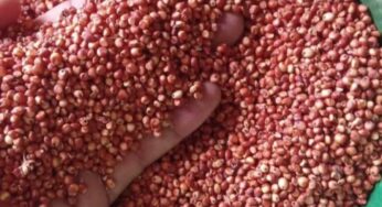 C’è un cereale che è il superfood più sottovalutato: scopri le sue proprietà
